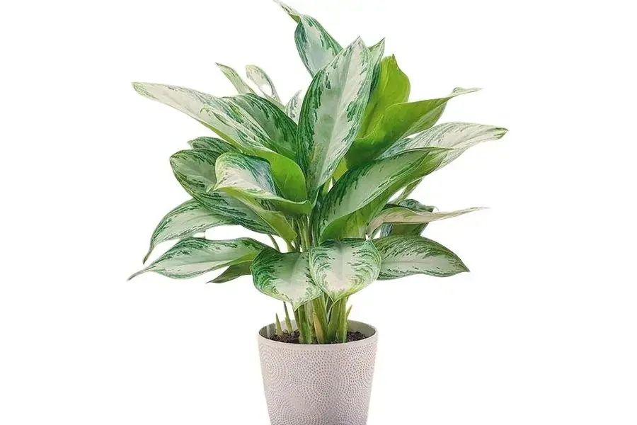 Cây Ngọc Ngân mang tiền tài, may mắn, lọc không khí tốt