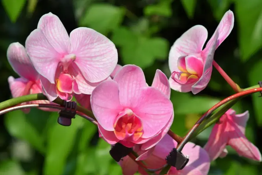 Hình ảnh đẹp về cành lan hồ điệp hồng phấn dưới ánh nắng mặt trời.