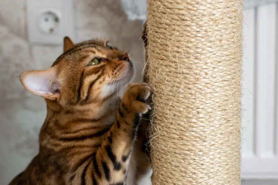 Mèo trầm cảm thường hung dữ hơn và thường xuyên cào đồ.