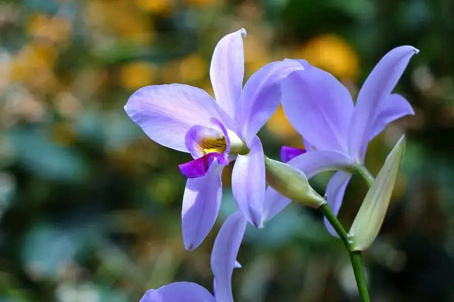 Hoa lan huệ tím nhẹ nhàng và tinh khôi.