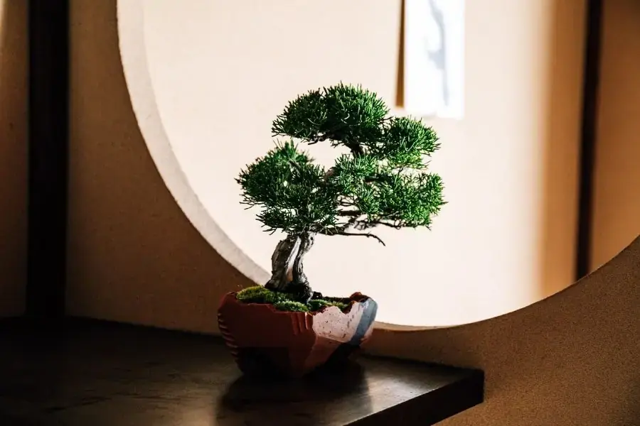 Nên đặt Tùng La Hán tại nơi có ánh sáng.