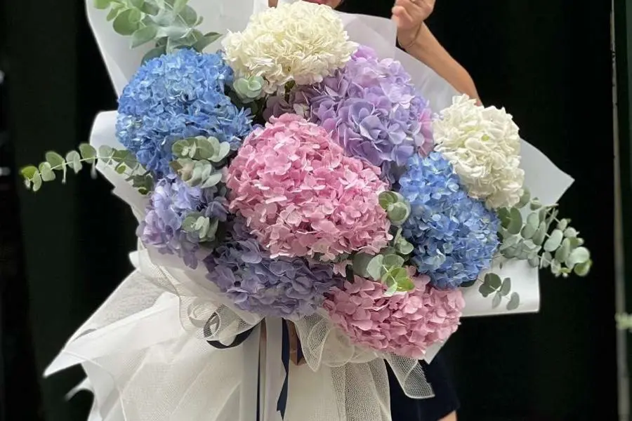 Cần lưu ý thật kỹ khi chọn cẩm tú cầu làm hoa 8/3 tặng người yêu.