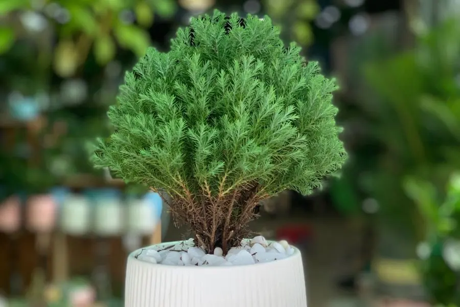 Cây Tùng Bồng Lai chứa hợp chất tự nhiên làm đuổi muỗi, ruồi và côn trùng.