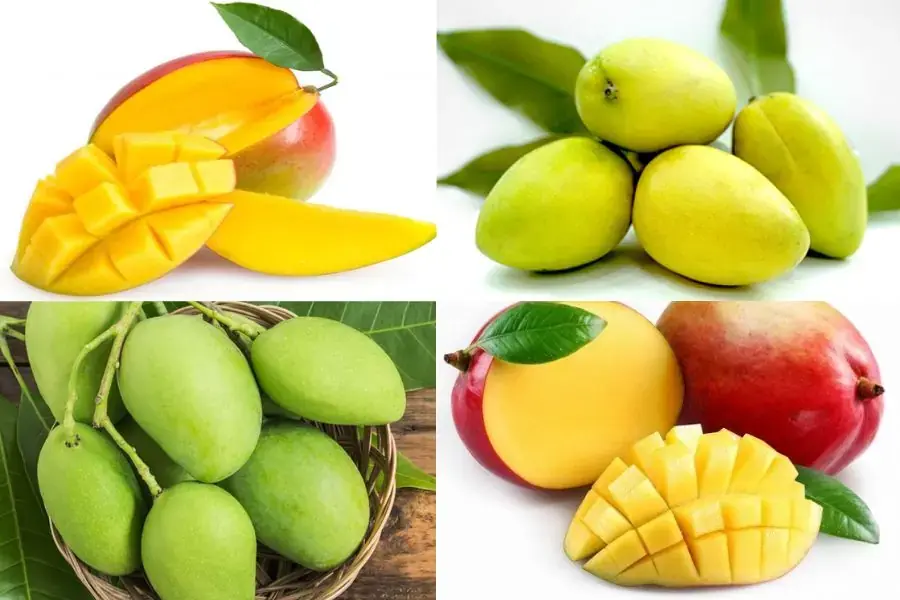 Lượng calo của xoài có sự khác biệt theo từng cách chế biến