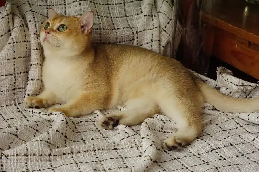 Tắm cho chúng bằng những loại sữa tắm chuyên dùng cho mèo để đảm bảo độ pH.