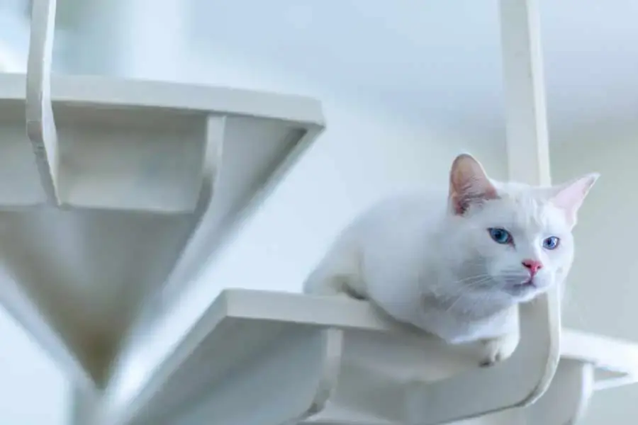Mèo có lông dài và thích vận động nên cần tắm rửa và chải chuốt thường xuyên.