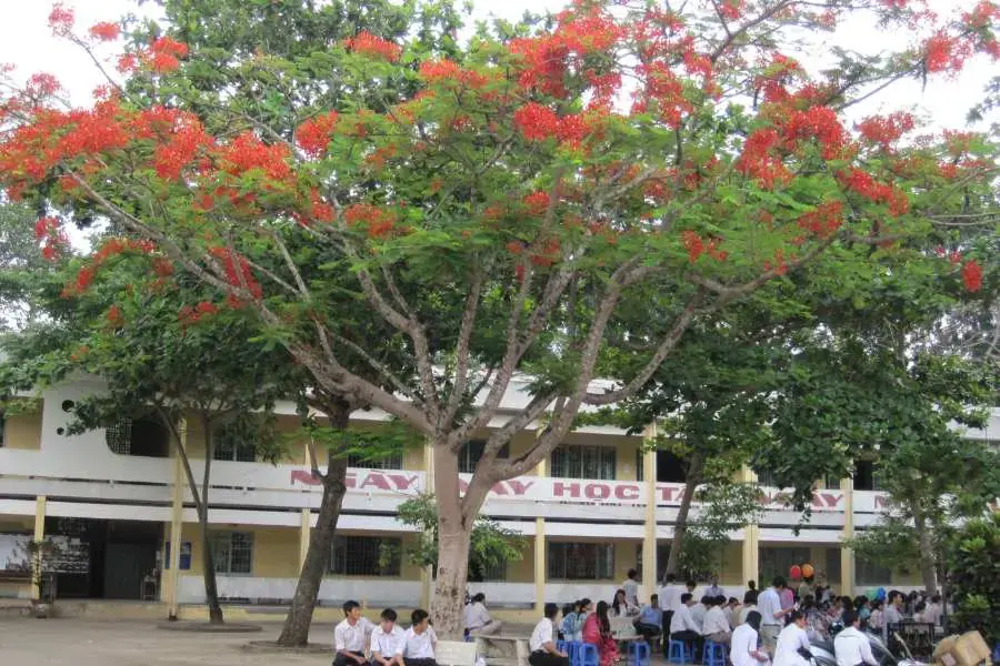Hình ảnh cây phượng gắn liền với mái trường, quen thuộc với biết bao thế hệ học trò. 