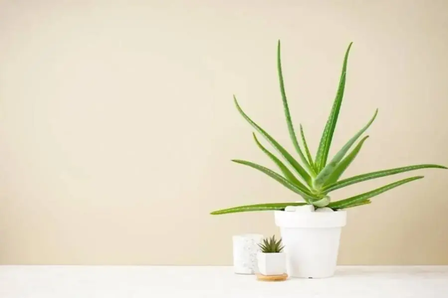 Nha đam là sự lựa chọn hoàn hảo khi bạn cần cây ưa nước