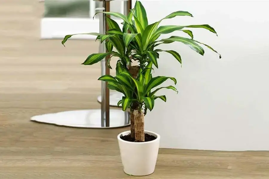 Nên đặt chậu thiết mộc lan tại khu vực phòng khách