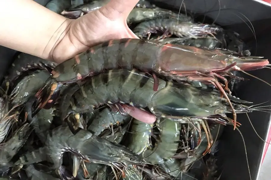 Tôm tươi săn chắc, có vỏ màu xanh
