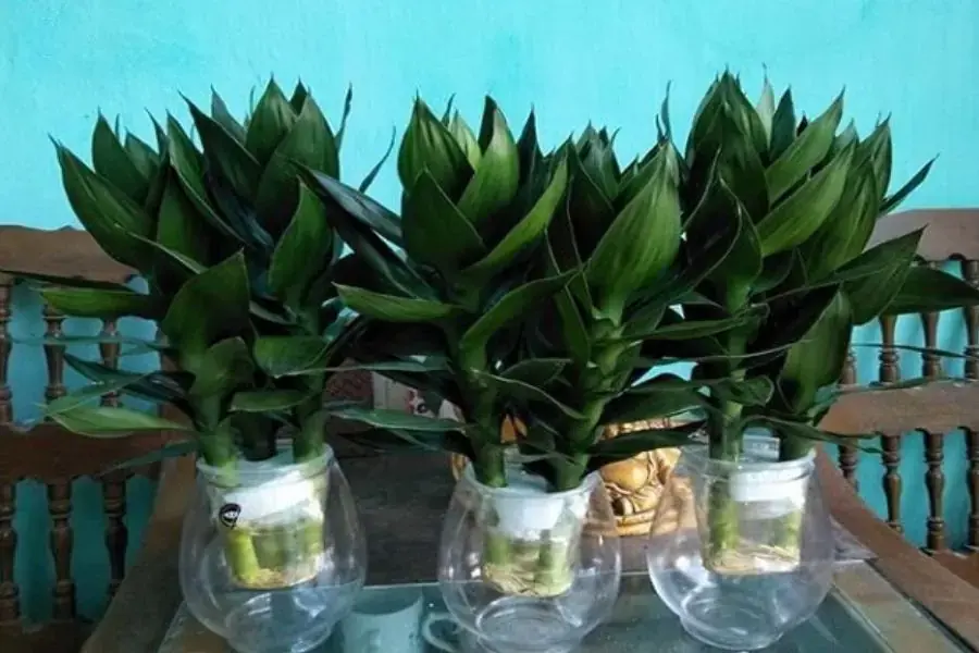 Cây phát tài giúp gia chủ mệnh mộc thu hút tiền bạc và phú quý