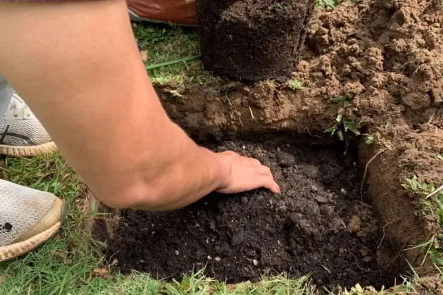 Đào hố trồng cây hoa hồng, mỗi hố sâu khoảng 40cm