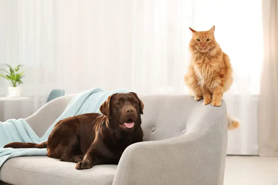 Vệ sinh sofa thường xuyên để giúp khử mùi chó mèo trong nhà (Nguồn: Shutterstock.com)