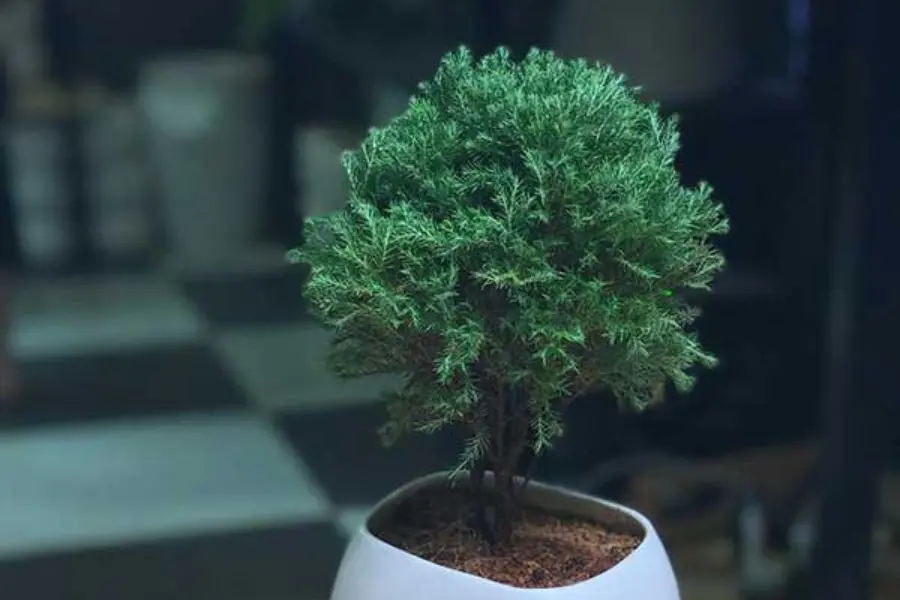 Giá của cây Tùng Bồng Lai phụ thuộc vào nhiều yếu tố như hình dáng, tư thế, kích thước và tuổi thọ của cây.
