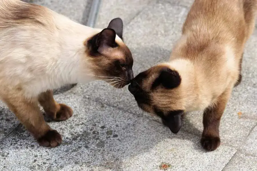 Vệ sinh ở thường xuyên, rửa đồ chơi và khay thức ăn, tránh để nấm mốc phát triển.