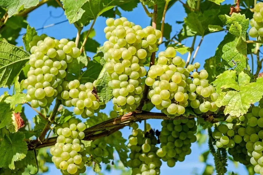 Ăn nho có thể giúp làm giảm lượng đường trong máu