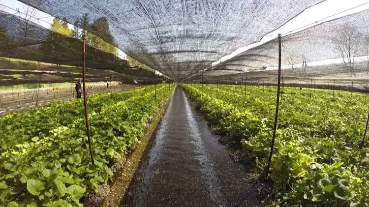 Nông trại trồng wasabi