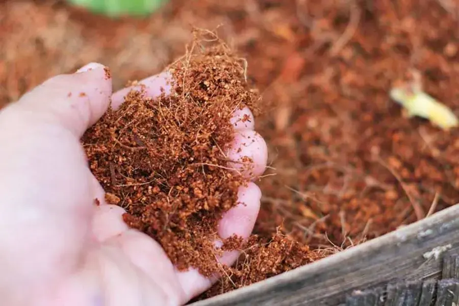 Trộn giá thể trồng cây Kim Tiền với xơ dừa.