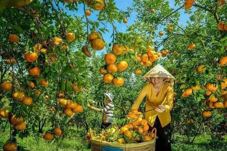 Vườn quýt hồng Lai Vung