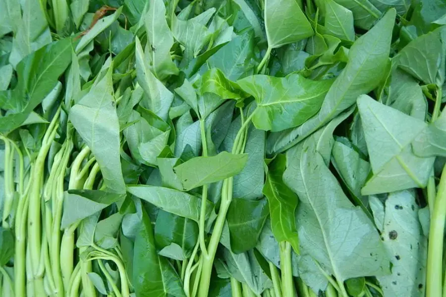 Cắt cành rau muống để trồng