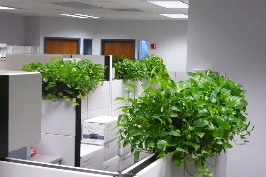 Cây trầu bà được sử dụng nhiều tại các văn phòng