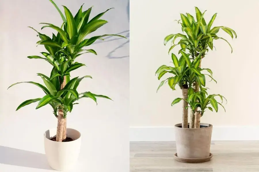 Đặt cây Thiết mộc lan kiềng trong phòng làm việc giúp thu hút tiền tài