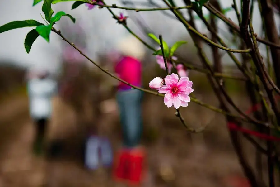 Hình ảnh đẹp về bông hoa đào mười cánh.