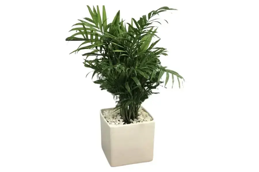Cây Cau Tiểu Trâm nhắn nhủ vươn lên, vượt qua những khó khăn khó nhằn