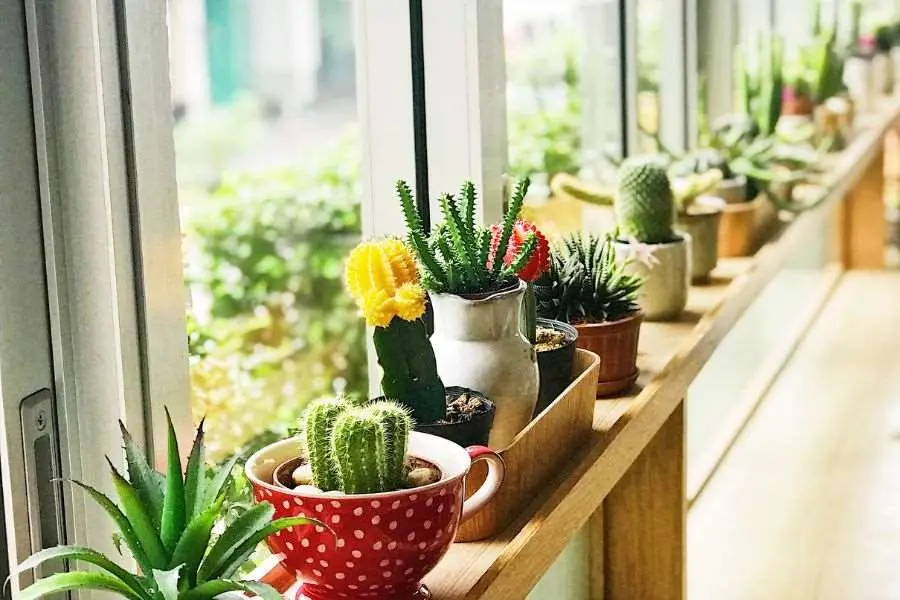 Kệ trang trí cây xanh bên ô cửa kính lớp học đẹp mắt.