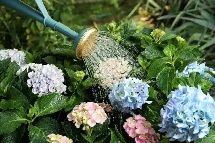Tưới nước hàng ngày cho cẩm tú cầu.