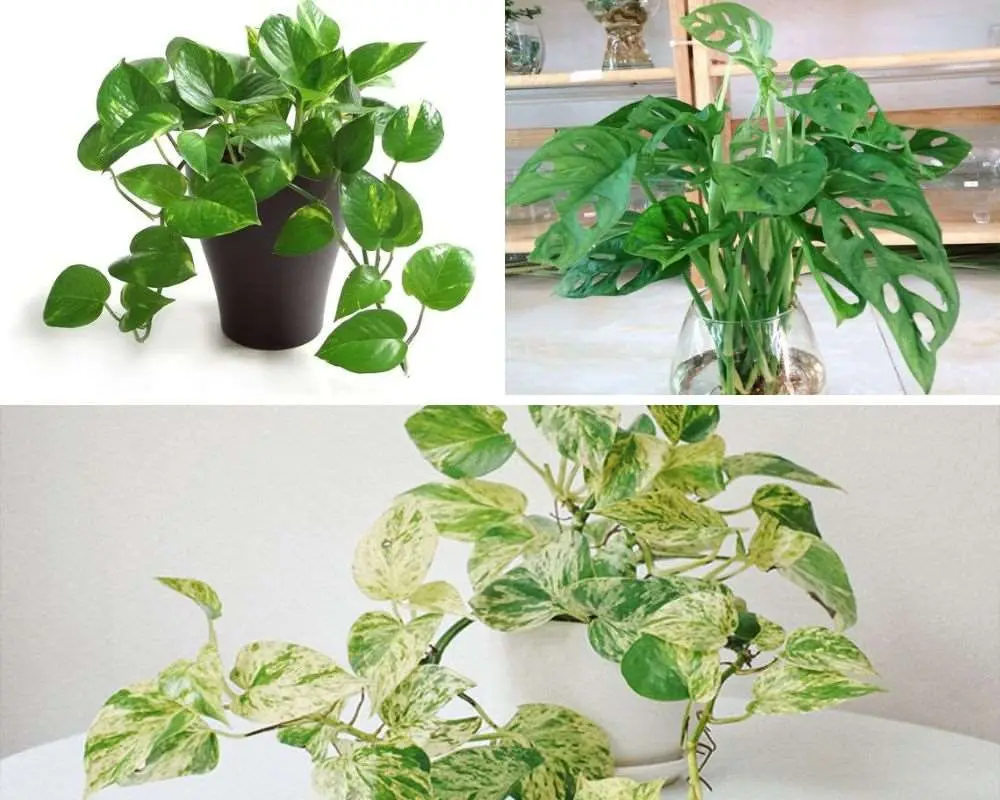 Hiện nay có 3 loại cây trầu bà phổ biến nhất: trầu bà xanh, trầu bà cẩm thạch và trầu bà lỗ.