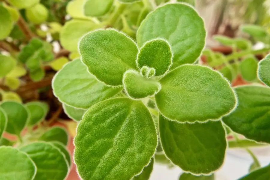 Lá của sen đá thơm rất đặc biệt, nó có hình trái tim hoặc bầu dục.