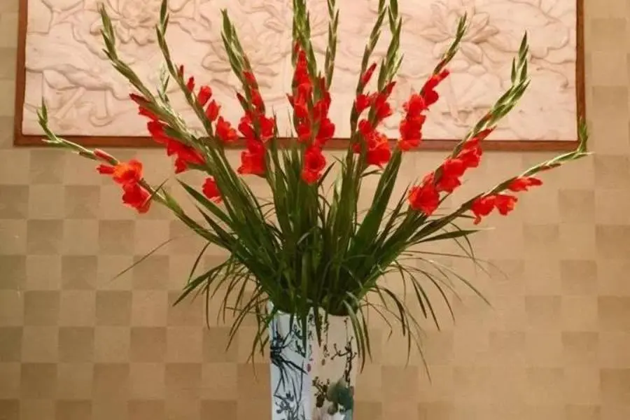 Hoa lay ơn mang ý nghĩa biết ơn, nhớ ơn.