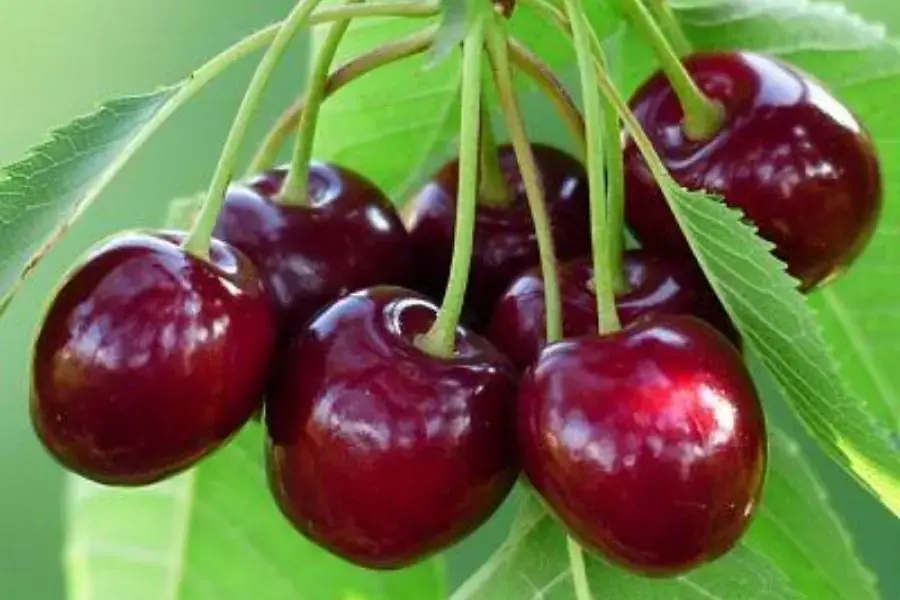 Cherry chín cây