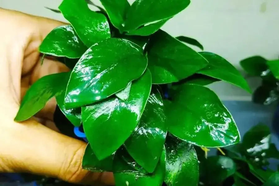 Có nhiều loại ráy thuỷ sinh như ráy đại, ráy lá tròn, ráy cafe, cẩm thạch, petit…