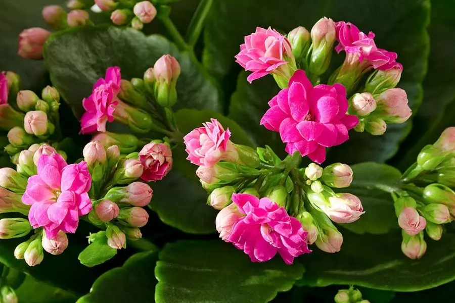 Hoa của cây sống đời tươi tắn rất đẹp.