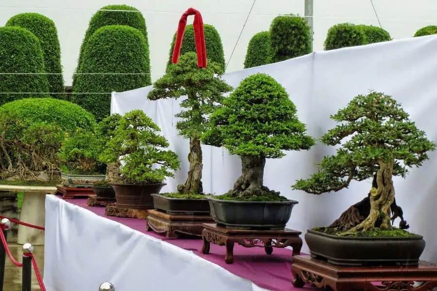 Cây mai chiếu thổ đem tới tài lộc cho gia đình.
