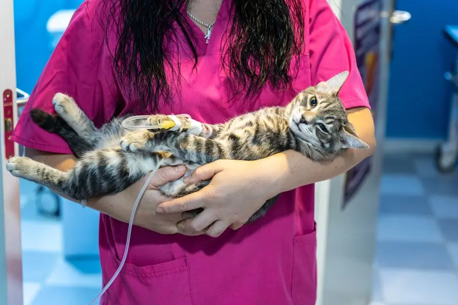 Khi chức năng gan bị suy yếu sẽ dẫn đến mèo nôn ra bọt trắng.
