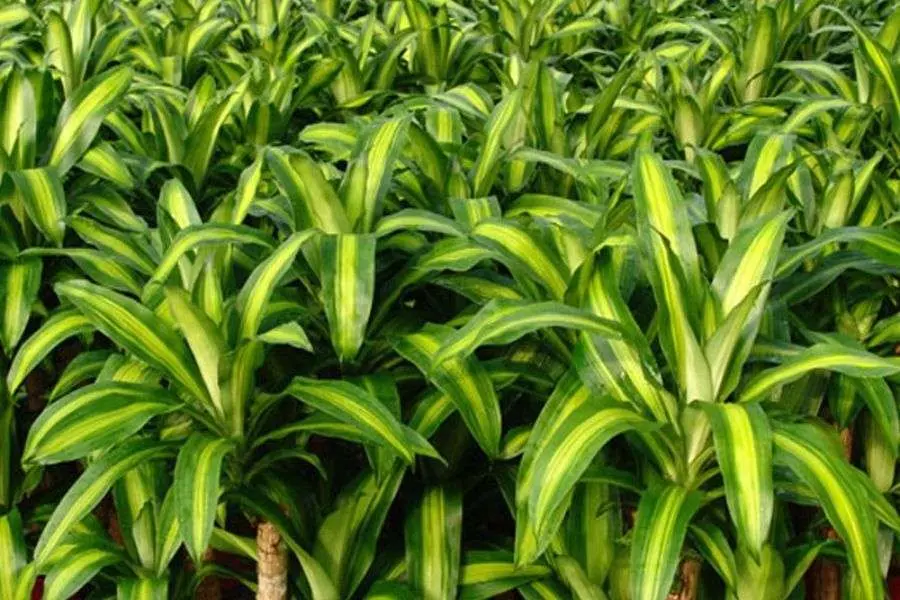 Thiết mộc lan phát triển tốt trong môi trường mát mẻ.