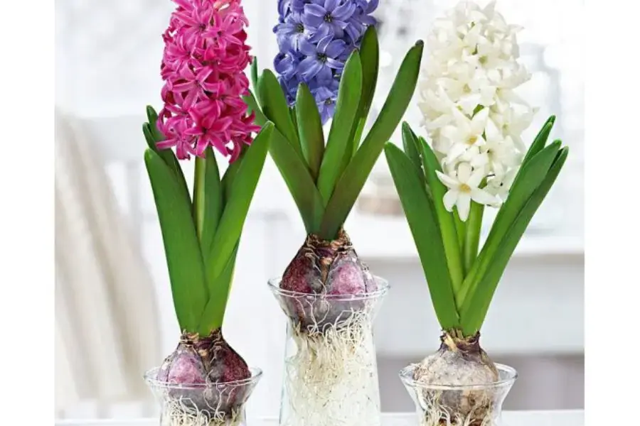 Hoa tiên ông chính là đại diện của tình yêu và tuổi trẻ.