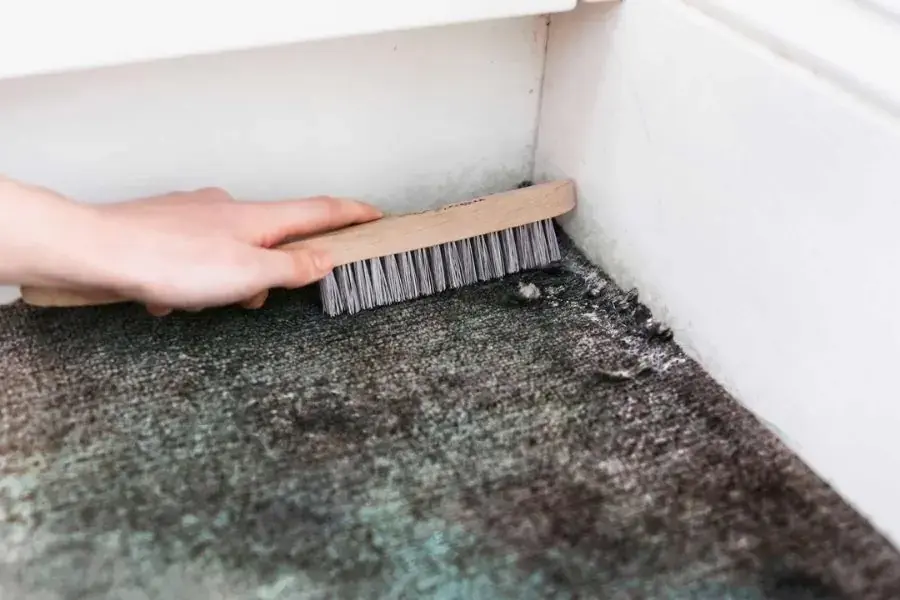 Giặt thảm thường xuyên giúp giảm sự sinh sôi của vi khuẩn