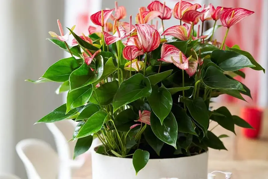 Cây Hồng Môn rực rỡ, bắt mắt