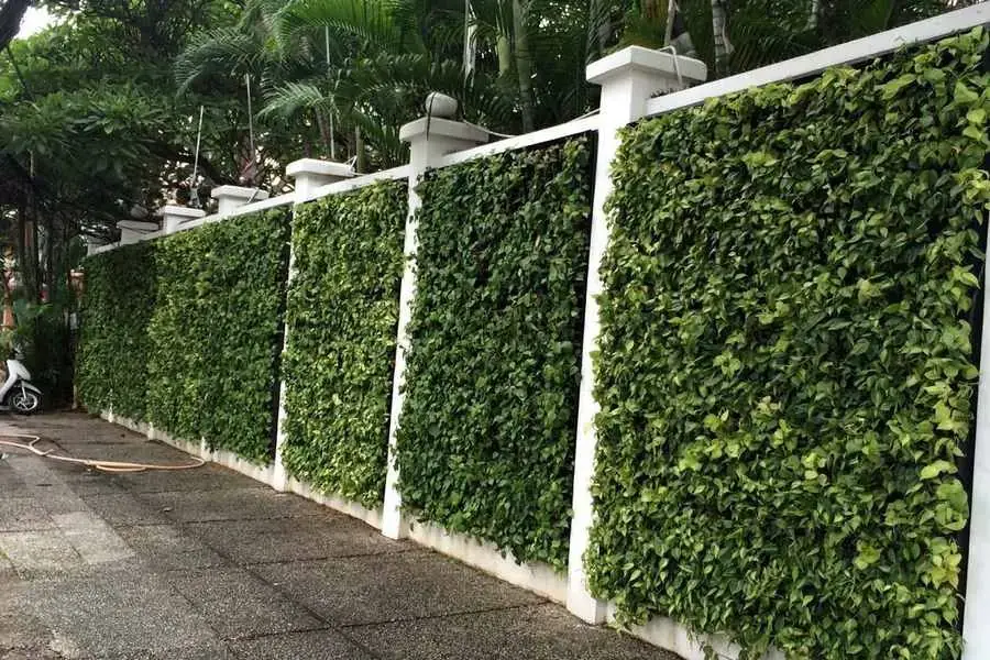 Tạo hàng rào dày đặc nhờ đến cây rau cá