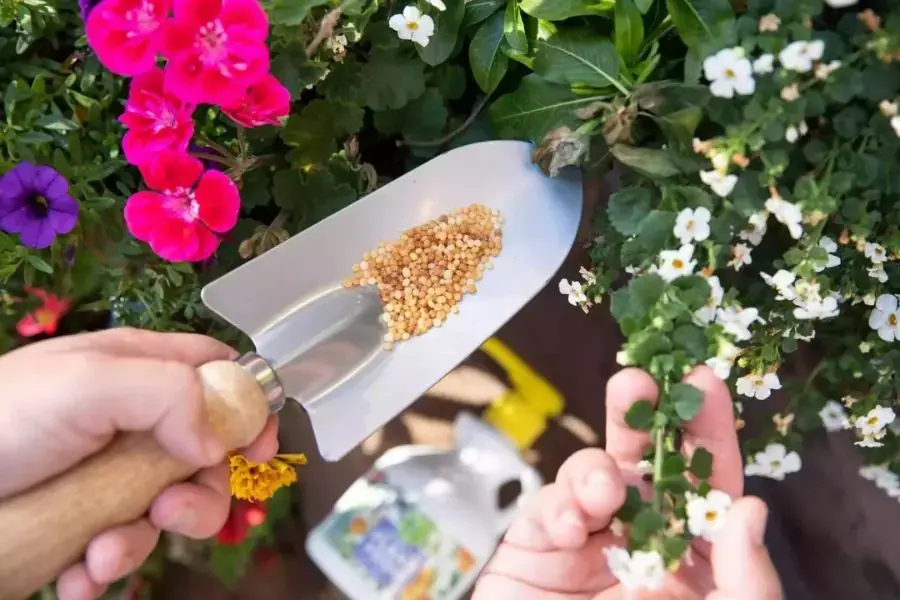 Chọn loại phân bón Photpho cao sẽ thúc đẩy quá trình nở hoa của cây.