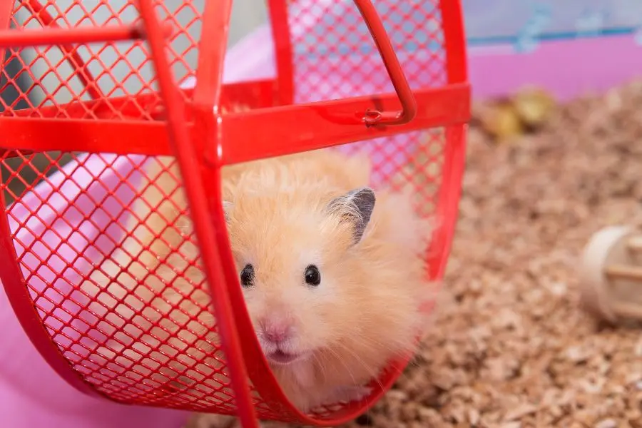 Wheel chạy cho Hamster tập thể dục.