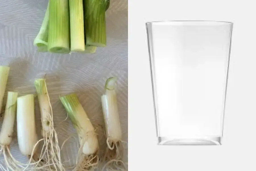 Nguyên liệu để trồng hành lá thủy canh