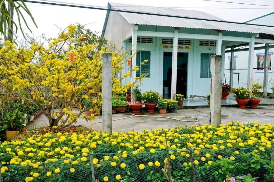 Trang trí cổng ngày Tết với nhiều chậu hoa cúc vàng tươi