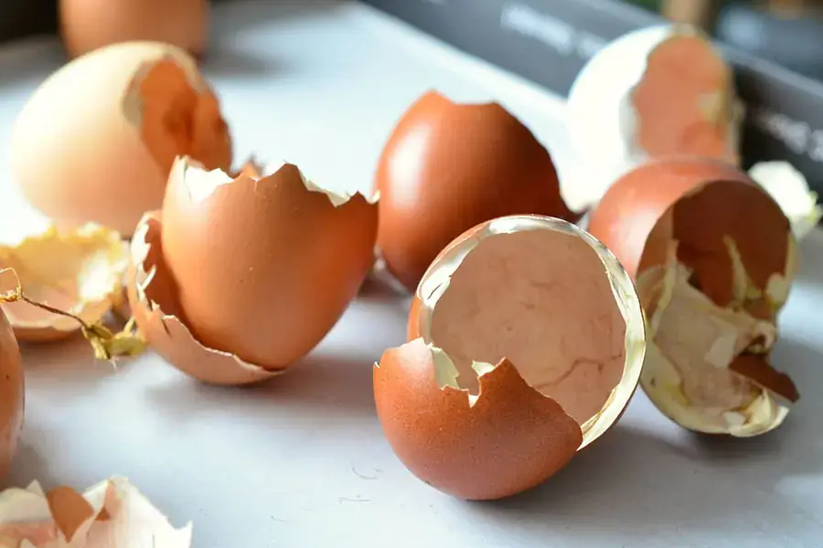 Những vỏ trứng tưởng chừng như bỏ đi cũng có nhiều lợi ích (Hình ảnh: HongHaFeed)