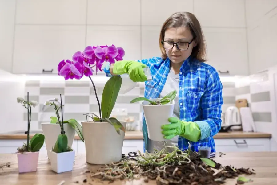 Bạn có thể tự trồng lan tại nhà với 3 bước đơn giản.