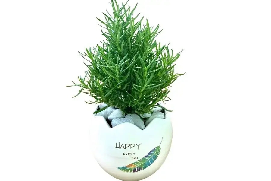Cây Hương Thảo linh thiêng kết nối giữa sự sống và cái chết và thể hiện sự hiện sự trung thành